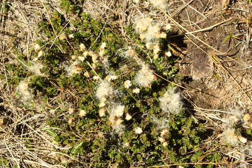 Image of Baccharis tricuneata by (c) Andrés Ramírez-Barrera, some rights reserved (CC BY)