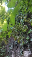 Antigonon leptopus