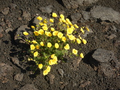Potentilla vulcanicola
