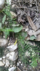 Polypodiopsida