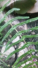 Polypodiopsida