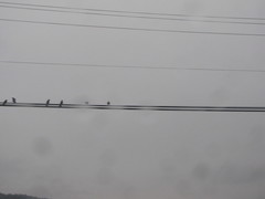 Corvus brachyrhynchos caurinus