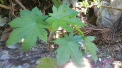 Ricinus communis