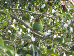 Tangara gyrola toddi