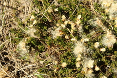 Baccharis tricuneata