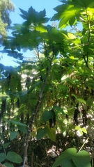 Ricinus communis