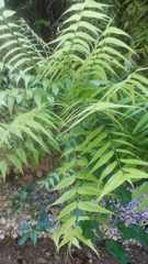 Azadirachta indica