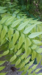 Azadirachta indica