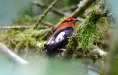 Machaeropterus deliciosus