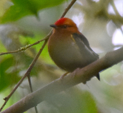 Machaeropterus deliciosus