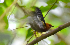 Machaeropterus deliciosus