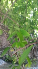 Fabaceae