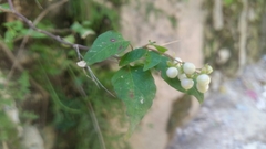 Rivina humilis