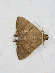 Eulepidotis juncida
