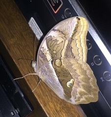 Eryphanis