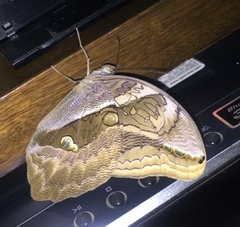 Eryphanis