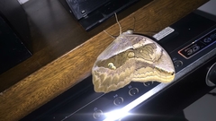 Eryphanis