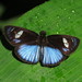 Pythonides jovianus - Photo (c) Lepidoptera Colombiana 🇨🇴,  זכויות יוצרים חלקיות (CC BY-NC), הועלה על ידי Lepidoptera Colombiana 🇨🇴