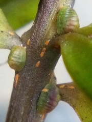 Madarococcus totarae