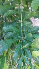 Bignoniaceae