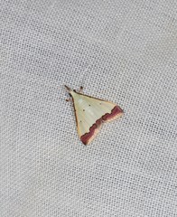 Autocharis hedyphaes