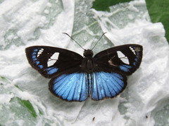 Pythonides jovianus amaryllis
