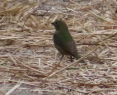 Passerina ciris image