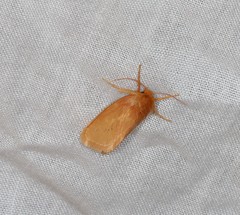 Comanula uniformis