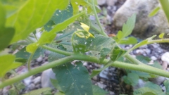 Solanum lycopersicum