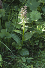 Dactylorhiza euxina