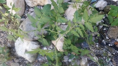Solanum lycopersicum