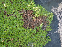 Salix tschuktschorum