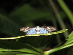 Pythonides jovianus amaryllis
