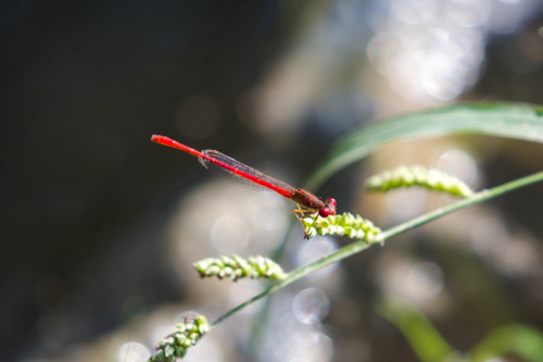 Desert Firetail photo 6