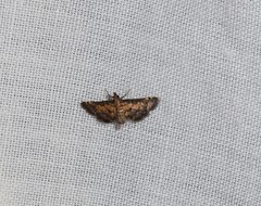 Metasia polytima