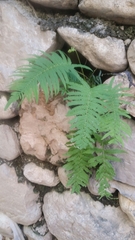 Polypodiopsida