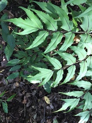 Cyrtomium caryotideum