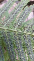 Polypodiopsida