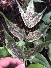 Cyrtomium caryotideum