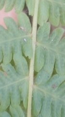 Polypodiopsida