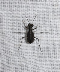 Myriochila semicincta