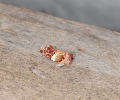 Ophiorrhabda phaeosigma