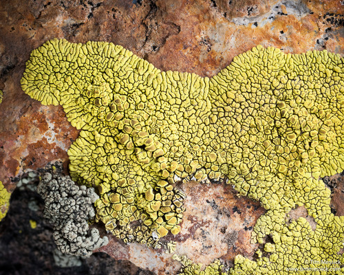 gold cobblestone lichen