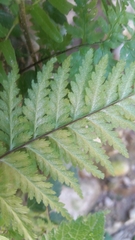Polypodiopsida