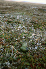 Stercorarius longicaudus