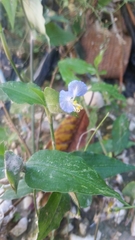 Commelina