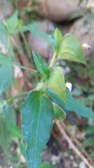 Commelina