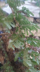 Fabaceae