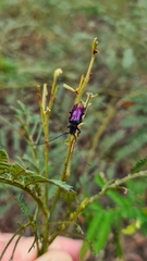 Phaolus metallicus