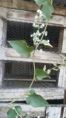 Caryophyllales